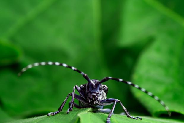 asian longhorned beetles Porn star simon rex